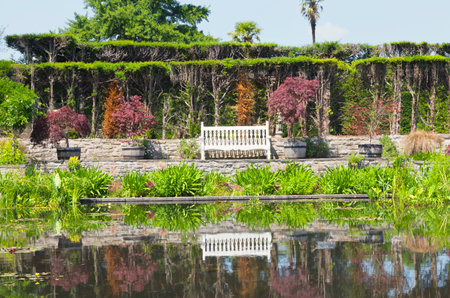 White wooden bench reflecting in pond water with aquatic plants, by trimmed conifer hedge, barrel pots with ref maple trees, in English summer garden .の写真素材