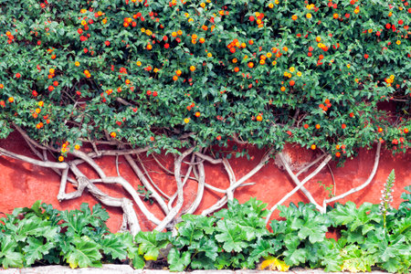 Orange and yellow flower ornamental trees on the red wall in an urban garden .の写真素材
