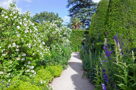 Garden path between yew topiary trees and white flowering shrubs, purple flowers, on a sunny summer day .の写真素材