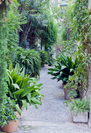 Narrow stone path between tropical green plants in an urban garden .の写真素材
