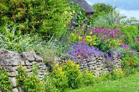 Vibrant pink, blue, yellow flowers in full bloom growing wildly over stone wall in a cottage garden, Cotswolds, UK, on a summer sunny day .の写真素材