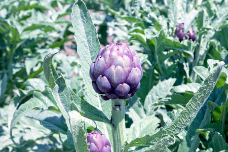 Purple flower head of globe artichoke in  vegetable garden .の写真素材