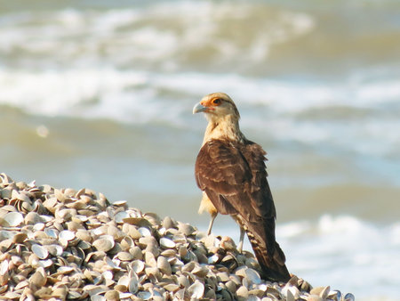 Hawk