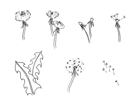 Silhouette of a dandelion with flying seeds. Black contour of a dandelion. Black and white illustration of a flower.のイラスト素材