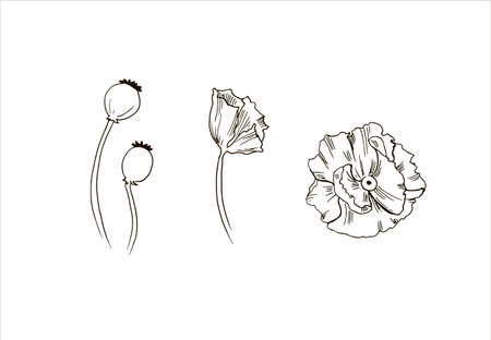 poppy flowers drawn and sketch with line-art on white backgrounds.のイラスト素材