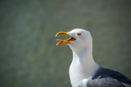 Seagull profileの写真素材