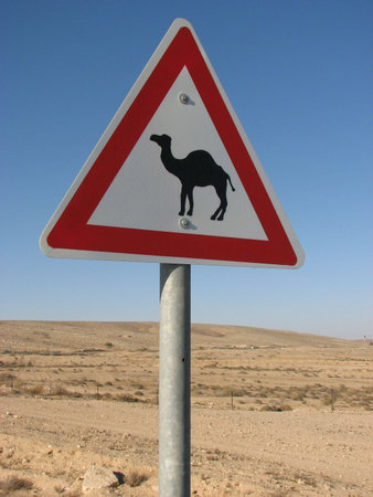 Attention, сamels !の写真素材