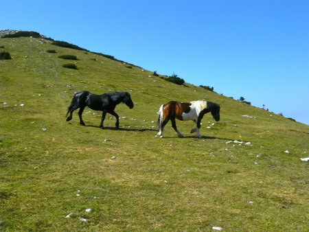 Two horses in mountains of National Park Sjeverni Velebitの写真素材