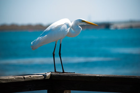 Pelican perched on the edge of a wooden dockの写真素材