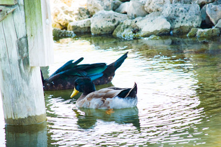 Ducks in the water at the lakeの写真素材
