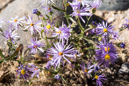 Purple asters with a yellow centerの写真素材