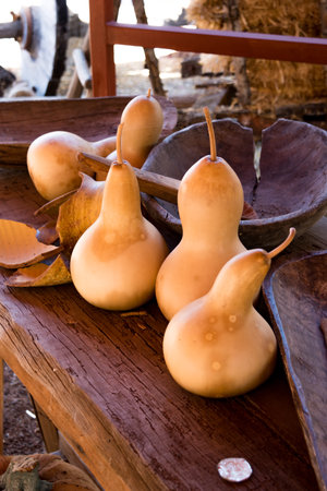 Gourds sitting on a table for autumn decorの写真素材