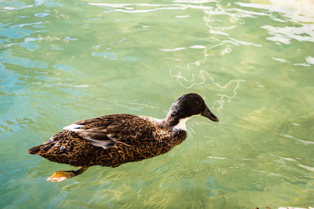 Ducks swimming in the lake on a bright and sunny Autumn day.の写真素材