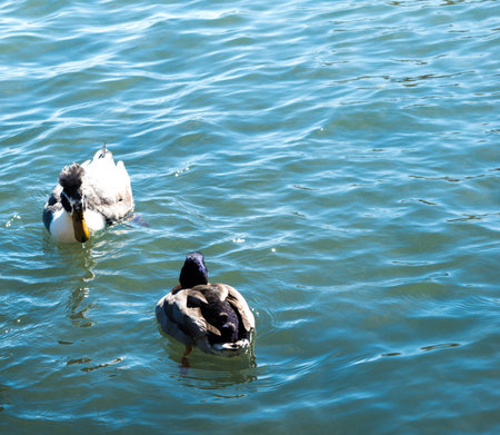 Ducks swimming in the lake on a bright and sunny Autumn day.の写真素材