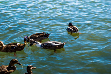 Ducks swimming in the lake on a bright and sunny Autumn day.