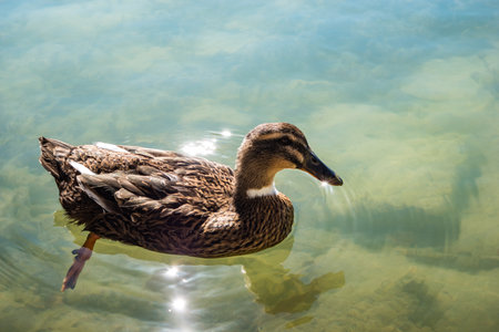 Ducks swimming in the lake on a bright and sunny Autumn day.の写真素材