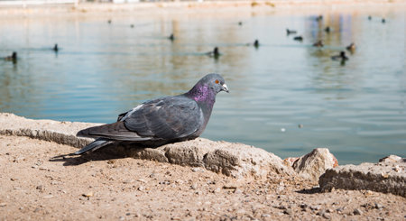 Pigeon sitting on the shore watching the ducks in the lakeの写真素材