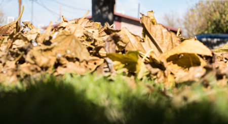Leaves that have fallen to the ground during the winter monthsの写真素材