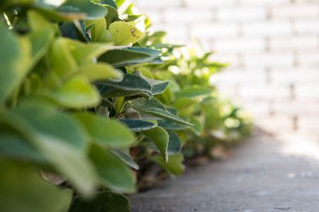 Green shrubs/hedges lining a brick wallの写真素材