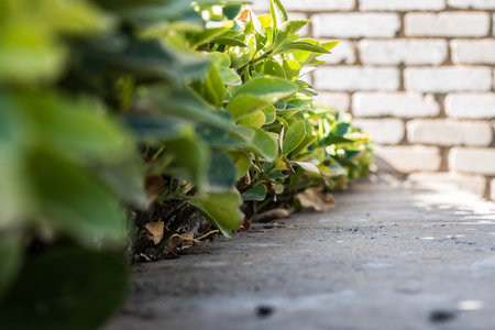 Green shrubs/hedges lining a brick wallの写真素材