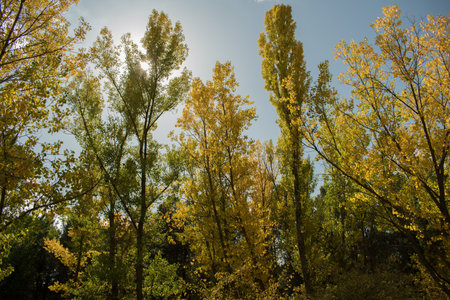 Near to Ciudad Encantada - Cuenca - Spain. Forest in autumnの写真素材