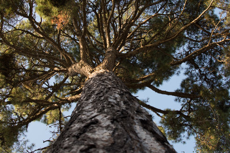View from bottom treeの写真素材