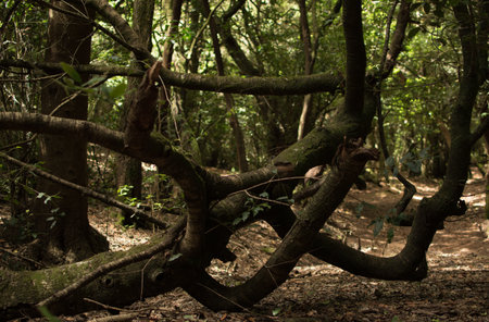 branches of a tree growing at freedom, Natural Park Anaga, Tenerife, Spain