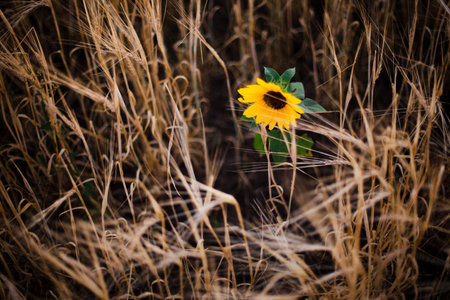 lonely small sunflower in yellow grain fieldの写真素材
