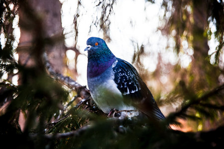 rock pigeon sitting on a branch green pine closeup