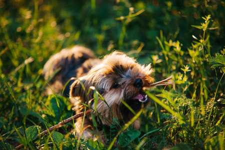 playful yorkshire terrier gnaws a stick in green grass at sunset backlightの写真素材