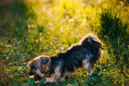 playful yorkshire terrier gnaws a stick in green grass at sunset backlightの写真素材