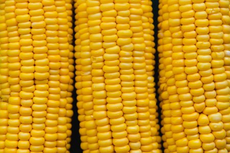 Colorful minimalistic still life of three ripe yellow cob of corn close up. Vegan healthy food...
