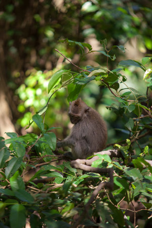 January, 19, 2017, Ubud, Bali, Indonesia: Funny macaque in Sacred Monkey Forest, Ubud Bali. Mammal...