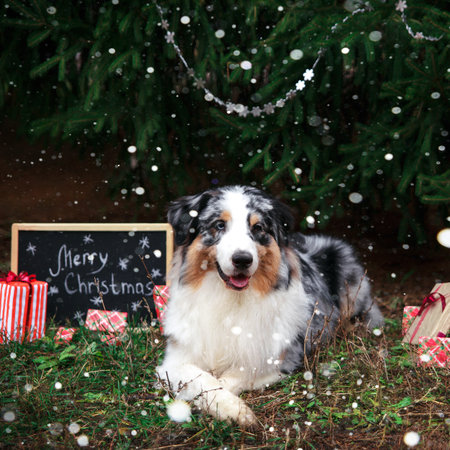Australian shepherd posing under the christmas tree with wrapped gift boxes and black chalk board with inscription: Merry Christmas. New year 2018 symbol concept.の写真素材