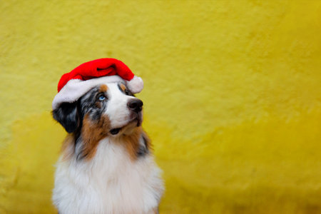 Australian shepherd in red santa looking up on background of bright yellow wall with copy space....