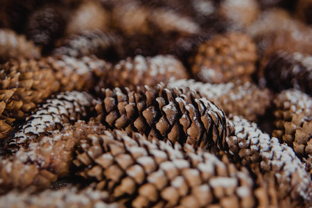 Winter holidays background of pine cones powdered with artificial snow. Merry Christmas brown backdrop.の写真素材