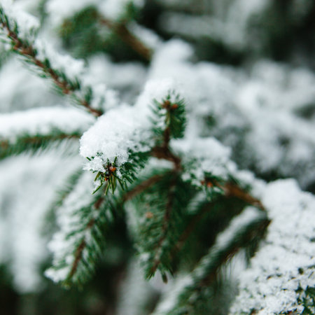 Winter nature background. Evergreen trees in hoarfrost. Spruce and fir branches close up under the snow.の写真素材