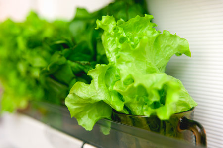 Open fridge with greens inside on white shelves. Salad and sorrel in glasses on the refrigerator door. The concept of a healthy diet.の写真素材