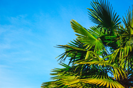 Green palm leaves on background of blue sky. Tropical climate travel concept