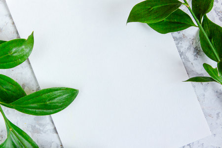 Green branches with leaves on light textured background. Botanical minimalistic background with copy space.の写真素材