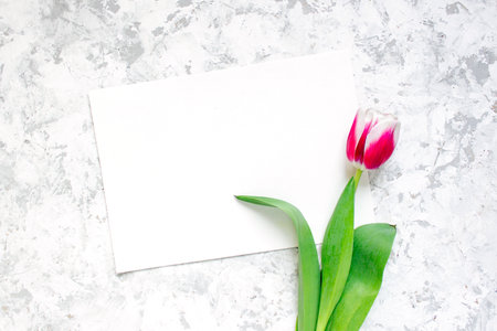 Pink tulip on light textured background. Simple tenderness conceptの写真素材