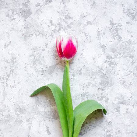 One pink tulip on light textured background. Minimalistic floral conceptの写真素材