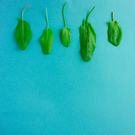 Fresh green leaves of sorrel in a row on turquoise background. Minimal vegan diet concept.の写真素材