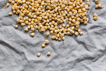 Sprouted chickpea on rustic linen textile. Bean sprouts raw. Source of protein for vegan healthy dietの写真素材