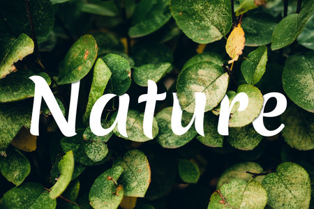 Inscription nature on green leaves close up backgroundの写真素材