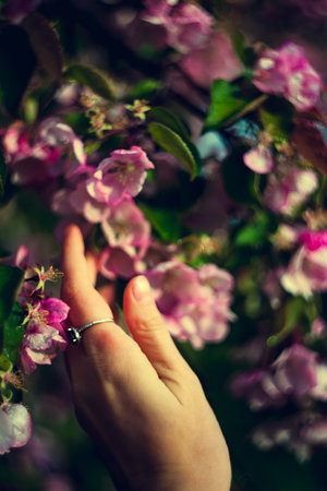 A womans hand touches a flowering branch with pink flowers close up. Simple spring background.の写真素材