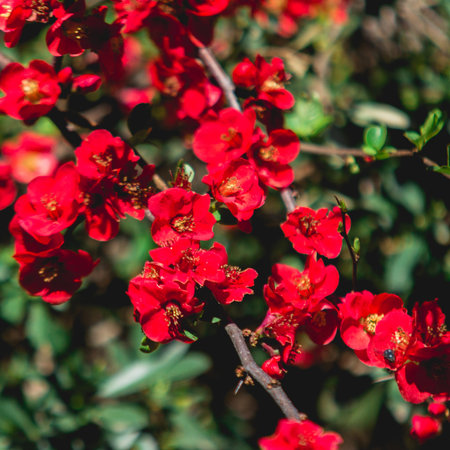 Spring blossom. Red flowers of chaenomeles bush. Japonica quince bloomingの写真素材