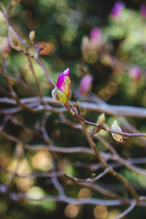 Magnolia Sulange blooming on background of green park bokeh. Pink burgeon on thin branches. Spring...