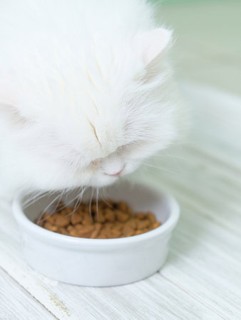 White furry persian cat with flat face eats dry cats food from round bowl on wooden floor.の写真素材