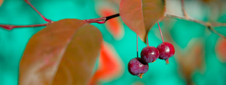 Colorful autumn shadberry leaves on background of turquoise wall. Beautiful nature of Fall season.の写真素材
